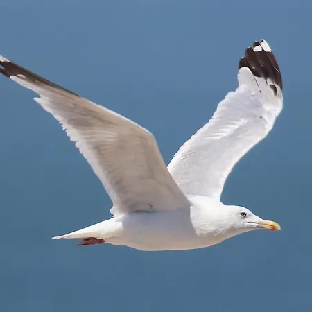 Apartamento Residentie Rapallo With Fantastic Sea View! *