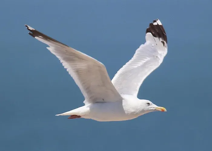 Lejlighed Residentie Rapallo With Fantastic Sea View! *